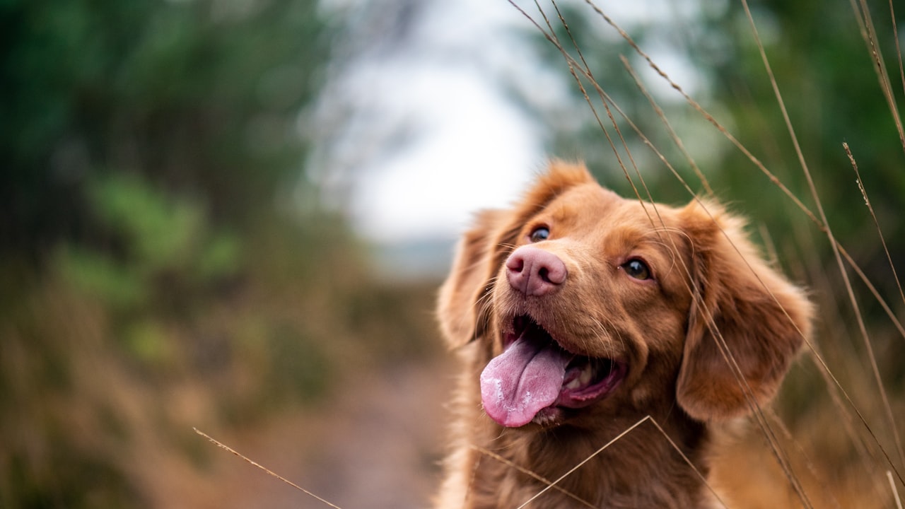 How Can I Make a Dog Harness at Home?