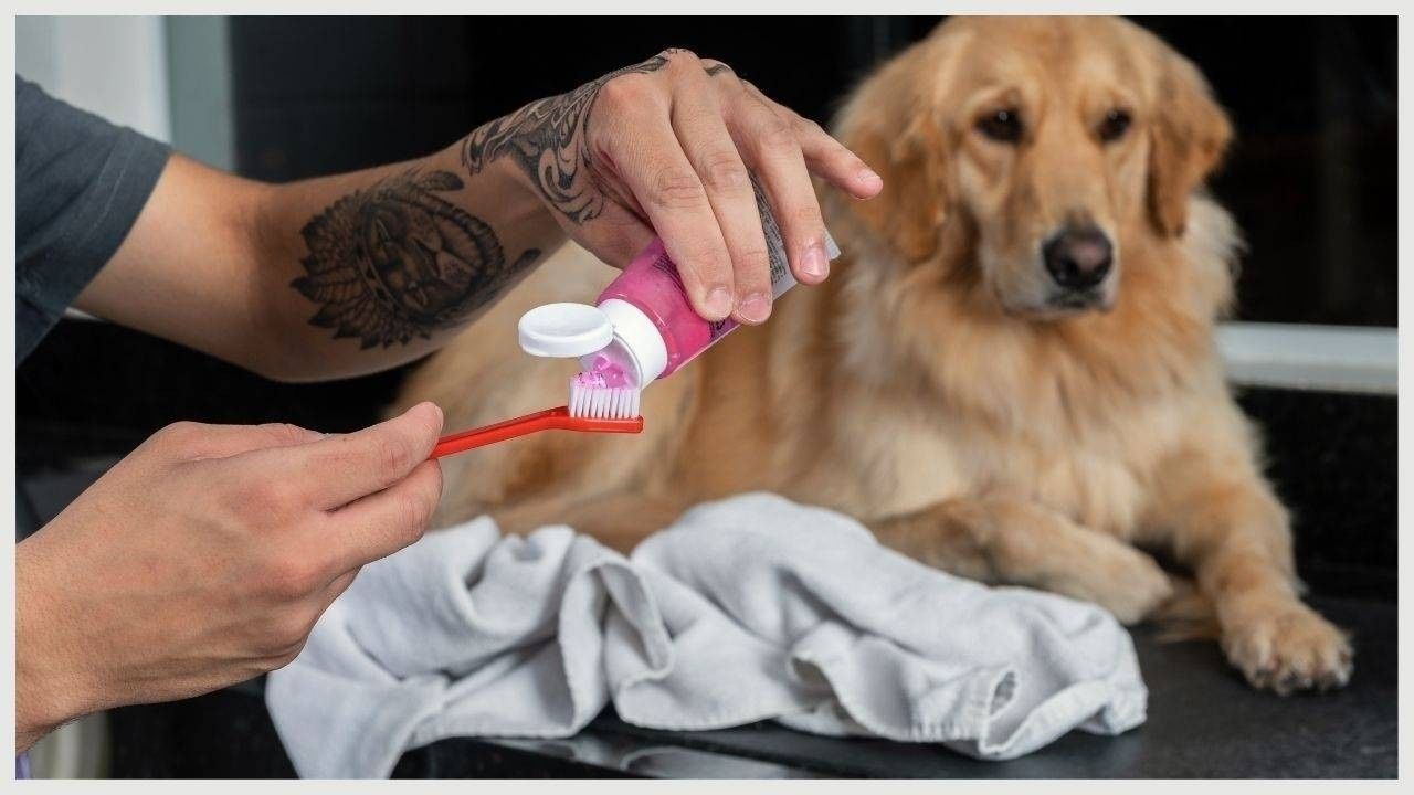 How Private Label Pet Toothpaste Can Boost Your Brand